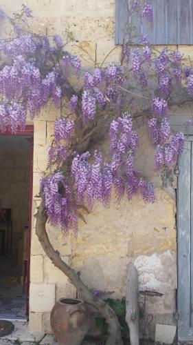 La Glycine de Musset