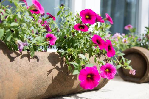 Villa Fontana - image 14