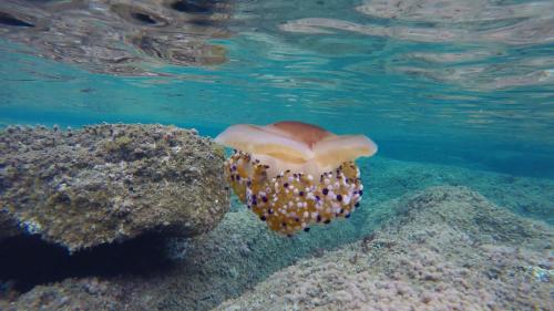 Profumo di Mare gîte à louer Sennariolo