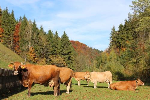 Urlaub mitten im Wald - Lueg in St. Anton An Der Jessnitz