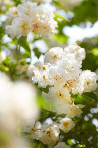 Fährhaus Meißen B&B