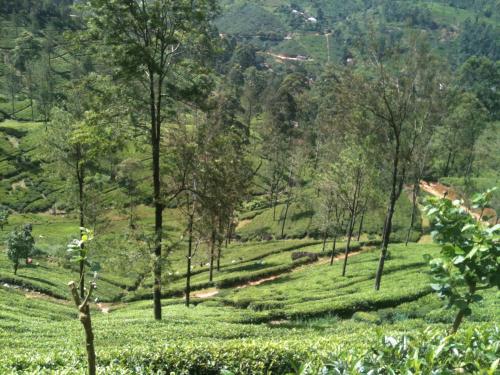 Subash Hotel in Nallathanniya