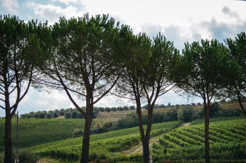Tenuta Tizzauli - image 2