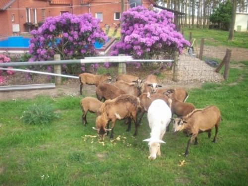 Ferienwohnung JAGODA in der Lüneburger Heide