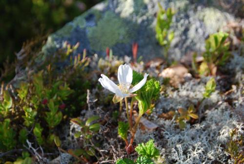 Haugteig, Lyngværet (Foto 8)