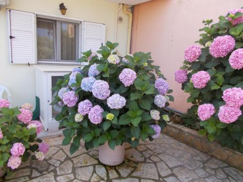 Pansion Filoxenia Apartments & Studios - image 9