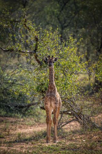 Garonga Safari Camp