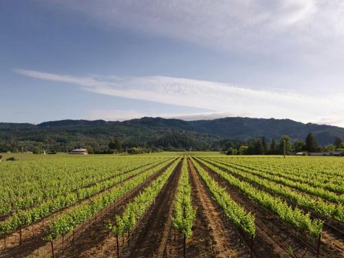 Book the King Vineyard View Collection King Vineyard View Collection