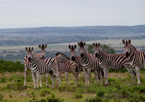 Ikwanitsha Lodge