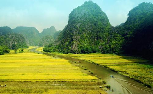 Tam Coc Golden Rice