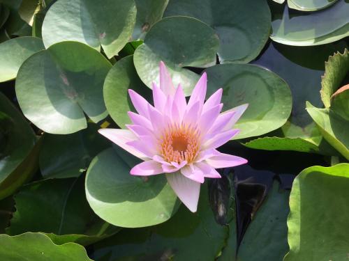 如家民宿  如家民宿