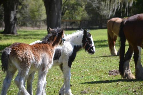 Rock Pointe Ranch