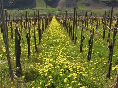 Ferienweingut Hirschen Schulstraße