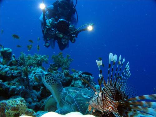 بيت ضيافة لا تونيل