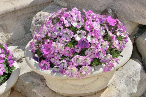 Astra – Alberobello, LA