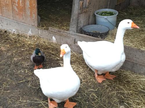 兹塔斯巴瓦农家乐 兹塔斯巴瓦农家乐