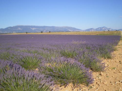 Les Lavandes d'Estoublon in Estoublon