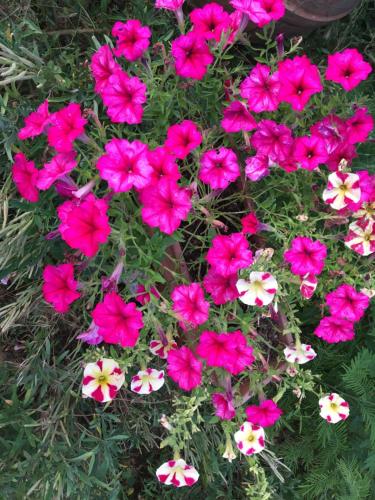 Le Coccole Del Trasimeno