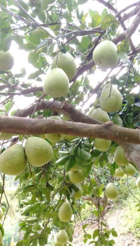 松霖渡假农庄  松霖渡假农庄