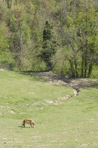 Agriturismo Rimaggiori relaxing country home