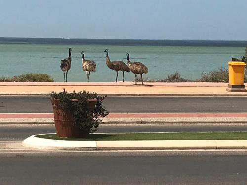 shark bay seafront apartments