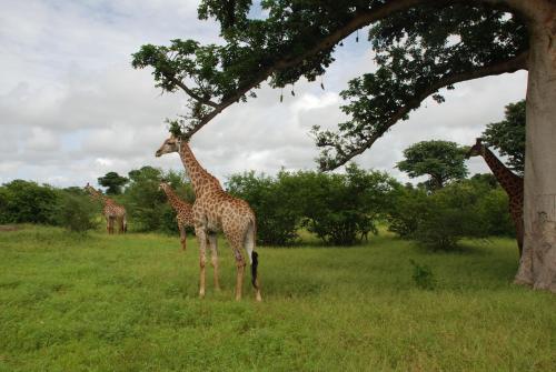 Safari Village Saly