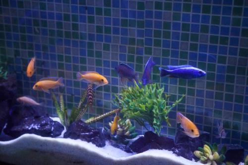 Pousada Sol e Mar Pousada Sol e Mar