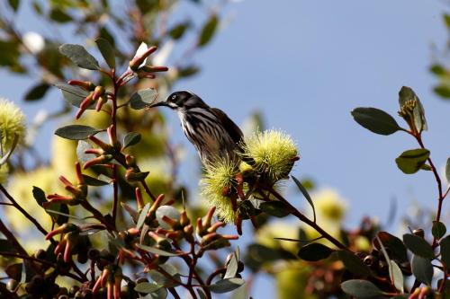 เคป เจอร์วิส ฮอลิเดน์ ยูนิตส์ (Cape Jervis Holiday Units) in เคพ เจอร์วิส