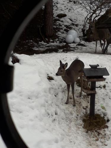 Gasthof Gesslbauer - image 3