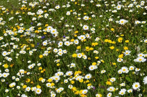 豪斯安雅酒店 豪斯安雅酒店