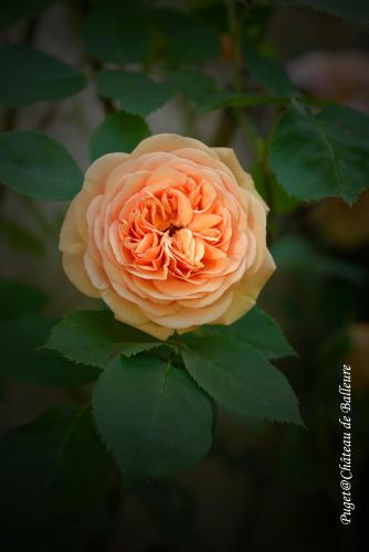 Chateau de Balleure 5