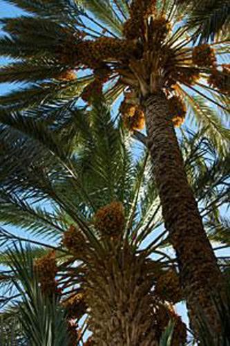 棕榈树宾馆 棕榈树宾馆