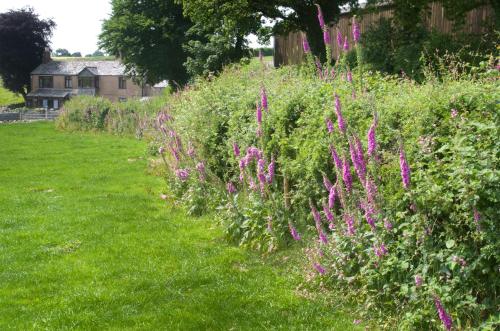 Tregondale Manor Farm - image 4
