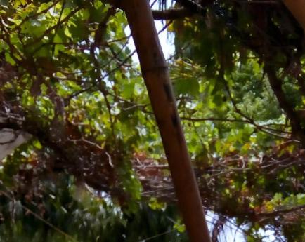 Nature Trail camps & Homestay