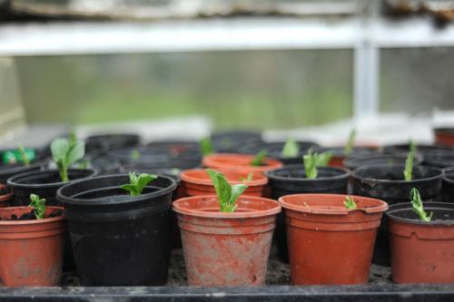 The Montagu Arms - image 5