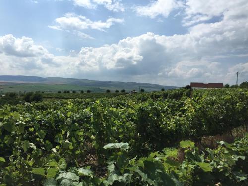 Wineyards Salin - Accommodation - Turda