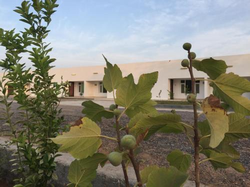 Garden, Oriental Nights Rest House in A'Sharqiyah Sands (Wahiba)