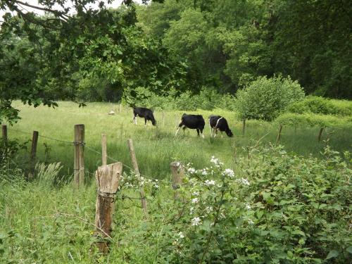  Vosseven 15 Haasje in Stramproy