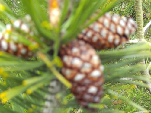 Camping Pomme de Pin - image 3