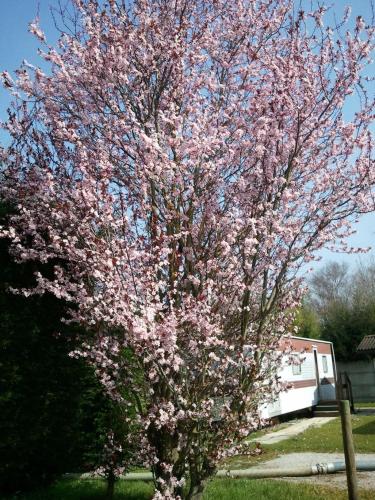Camping Pomme de Pin - image 4