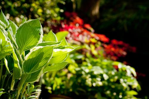 The Old Stables B&B - image 6