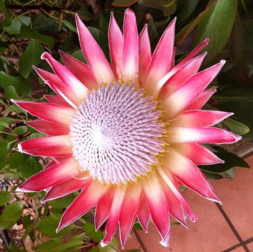 Protea Cottage