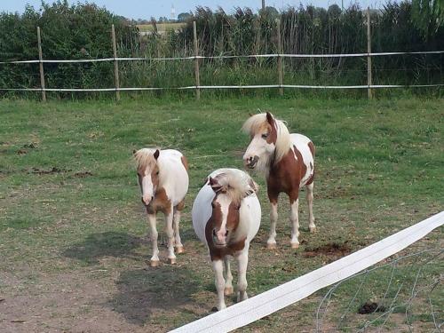 Quadrifoglio Relax - image 13