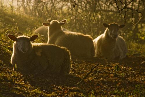 The Old Stables B&B - image 7