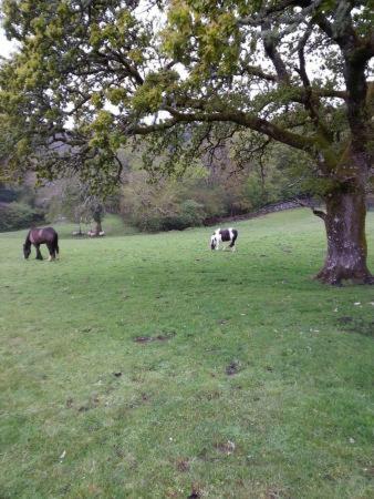 Muckross Riding Stables 麦克劳斯骑马场农家乐图片