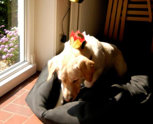 Henne Strand Ferie Accommodation - image 13