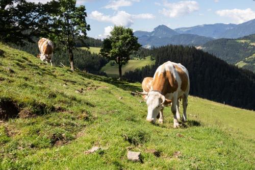 Farmstay&Glamping Visočnik