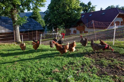 Farmstay&Glamping Visočnik