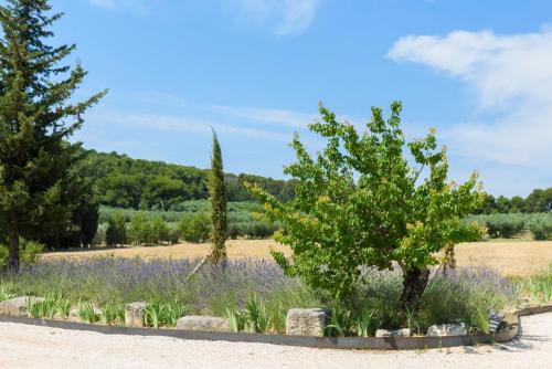 Domaine du Mas Foucray - image 11