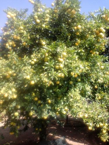 花园, Heila's in house Family room-Homestay! in 布隆方丹